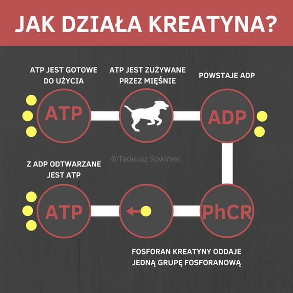 Zalety kreatyny dla sportowców
